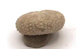 Tetragramma variolare
