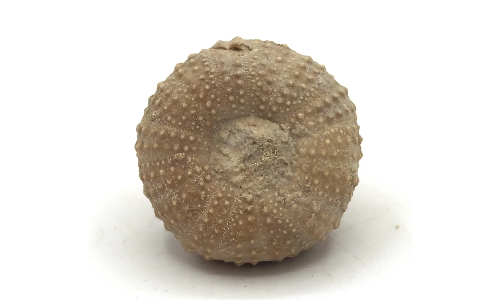 Tetragramma variolare