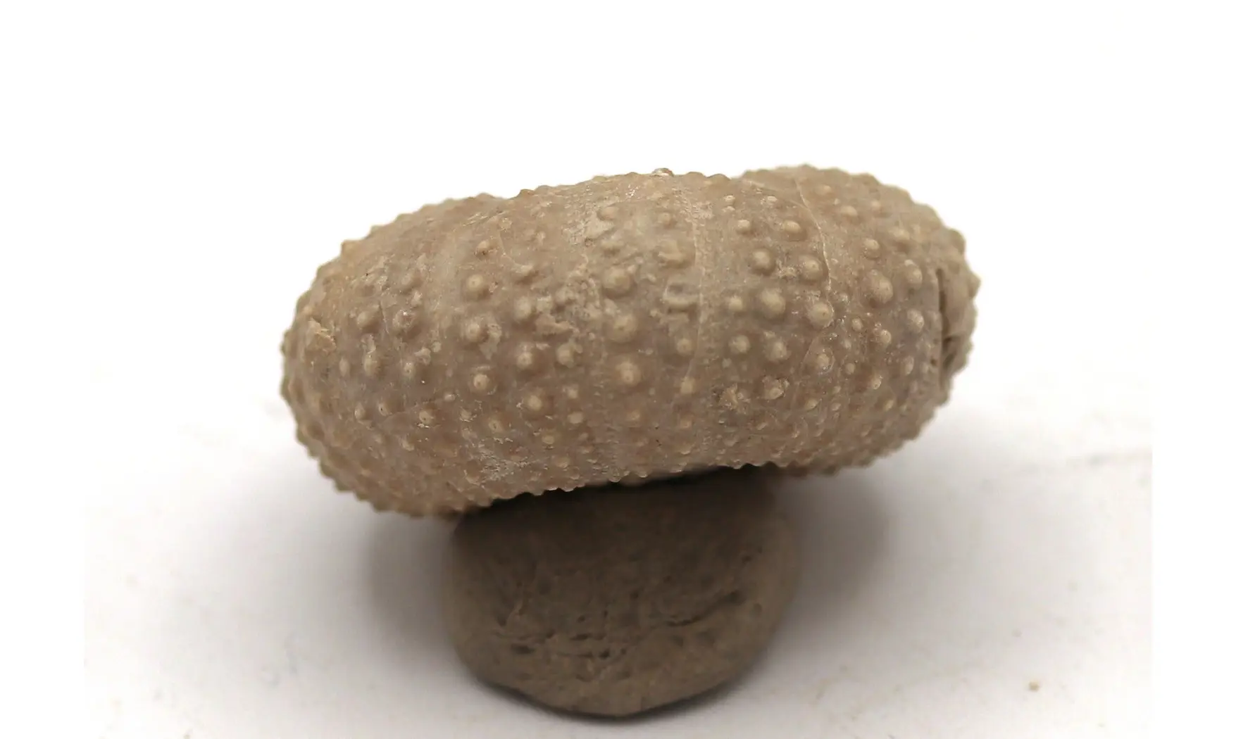 Tetragramma variolare