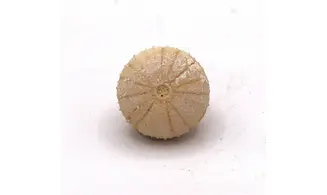 Orthopsis miliaris