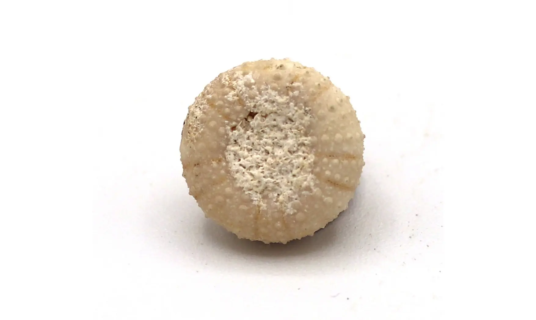 Orthopsis miliaris