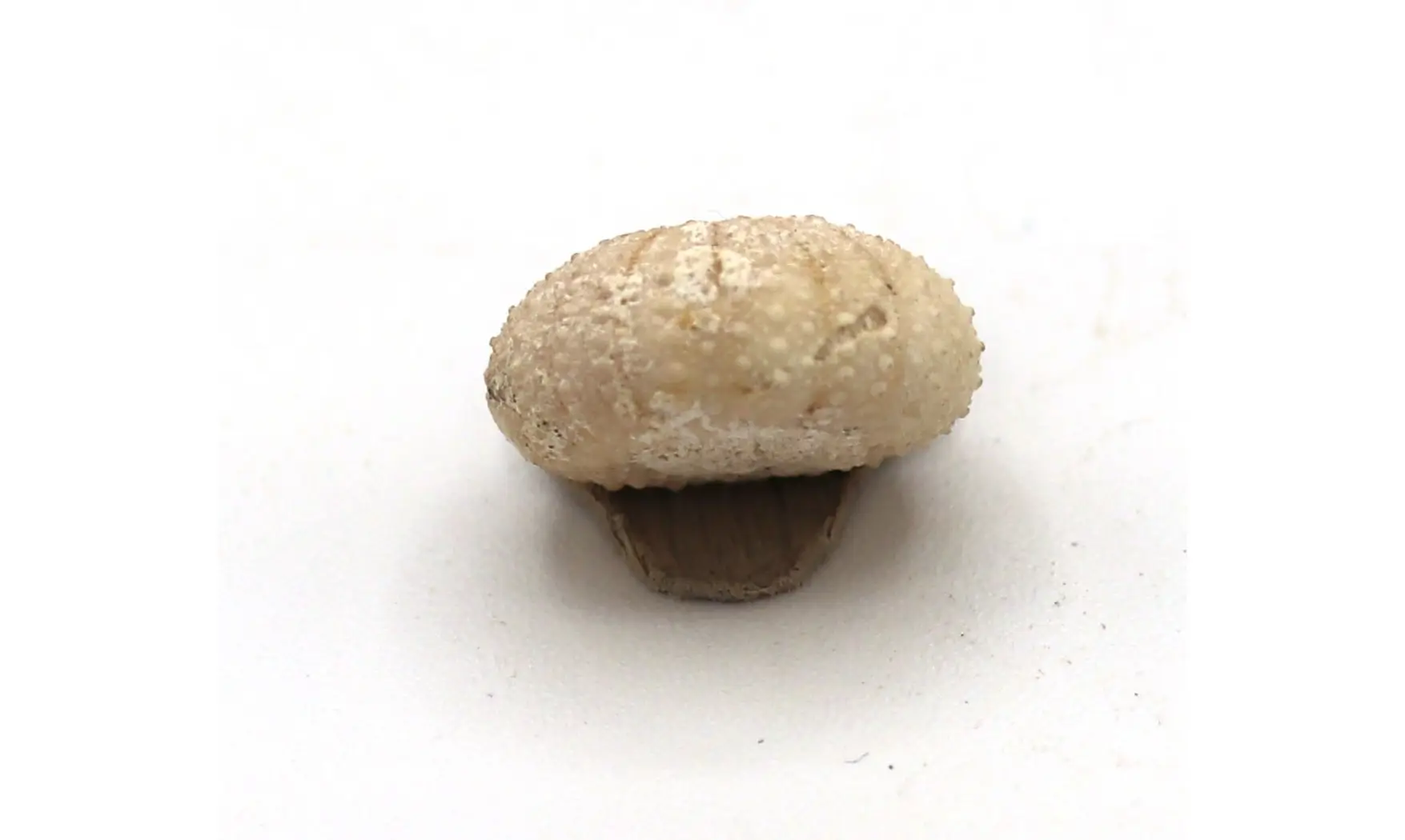 Orthopsis miliaris