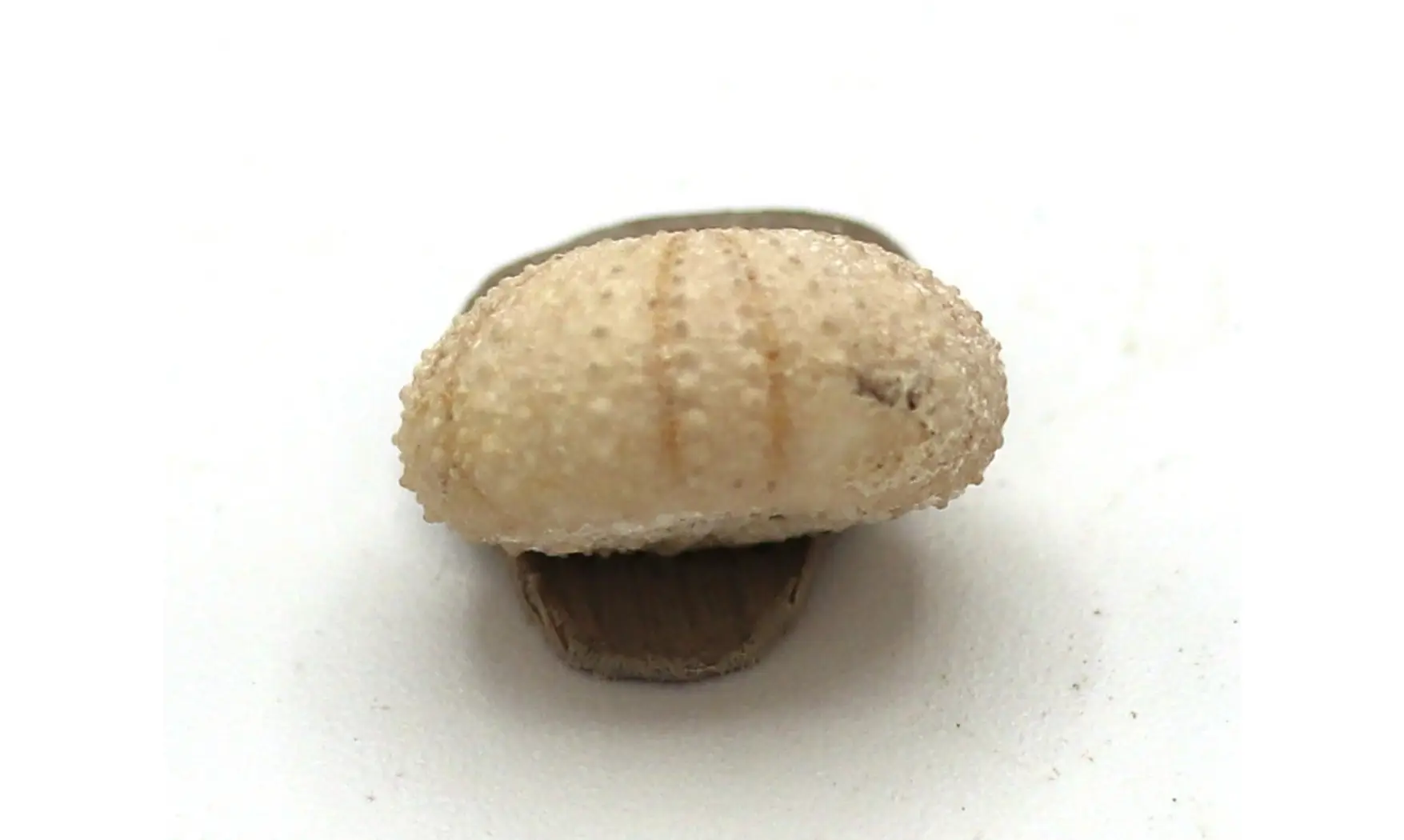 Orthopsis miliaris