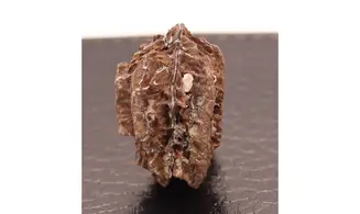 Juglans bergomensis