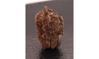 Juglans bergomensis