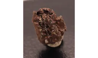 Juglans bergomensis