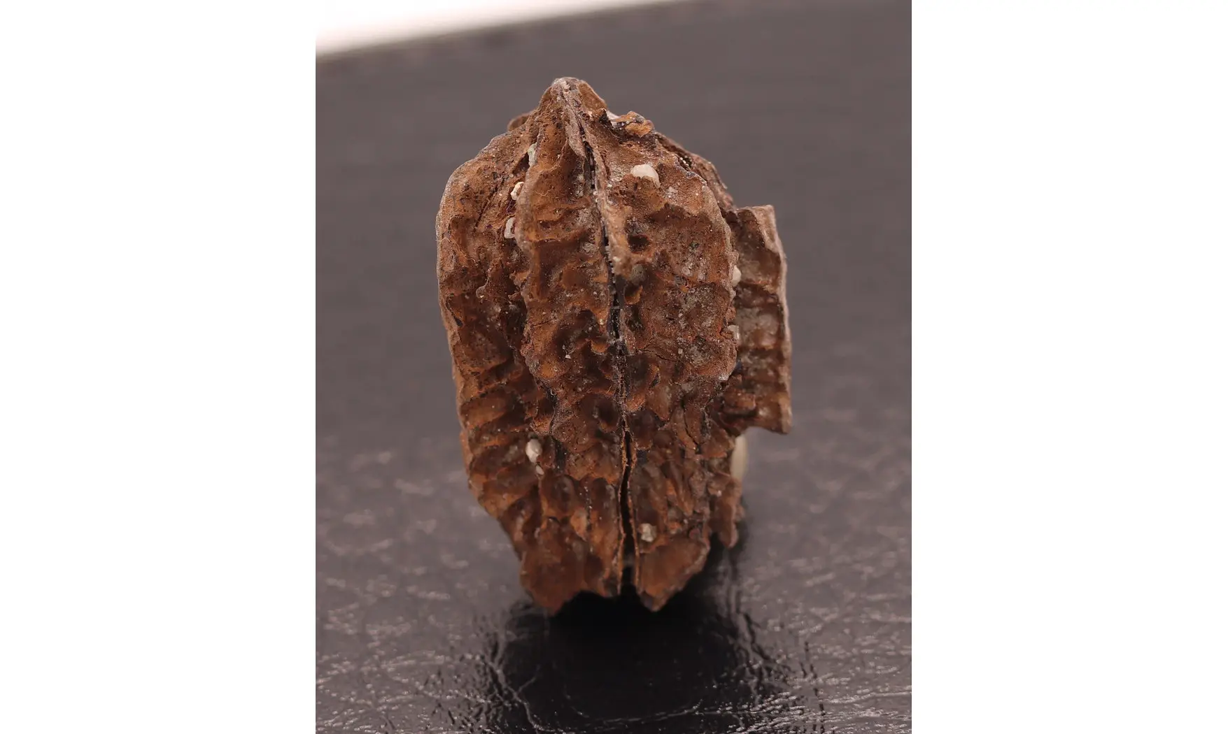 Juglans bergomensis