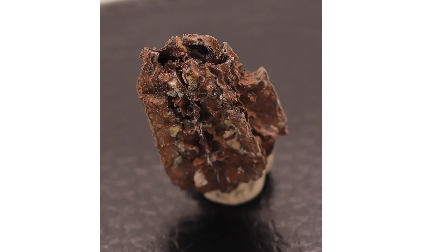 Juglans bergomensis