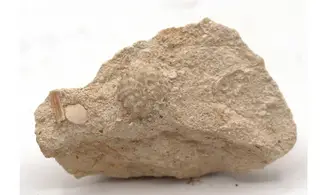 Salenia petalifera