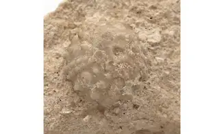 Salenia petalifera