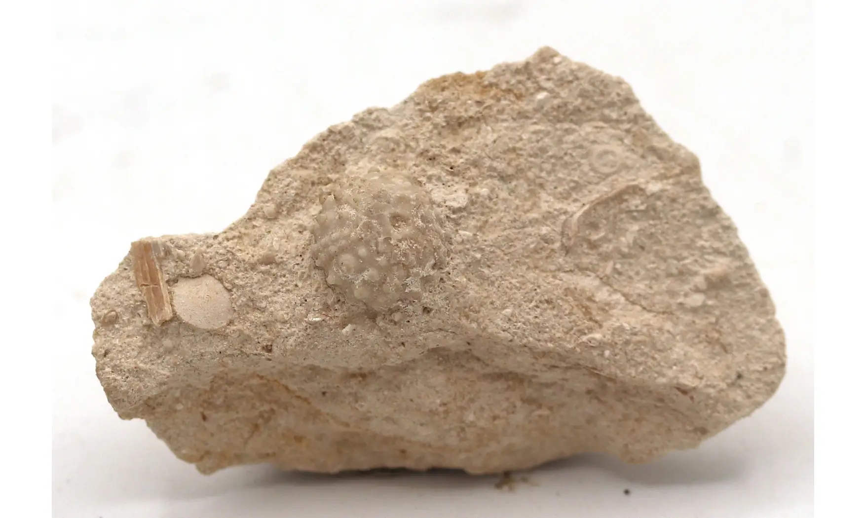 Salenia petalifera