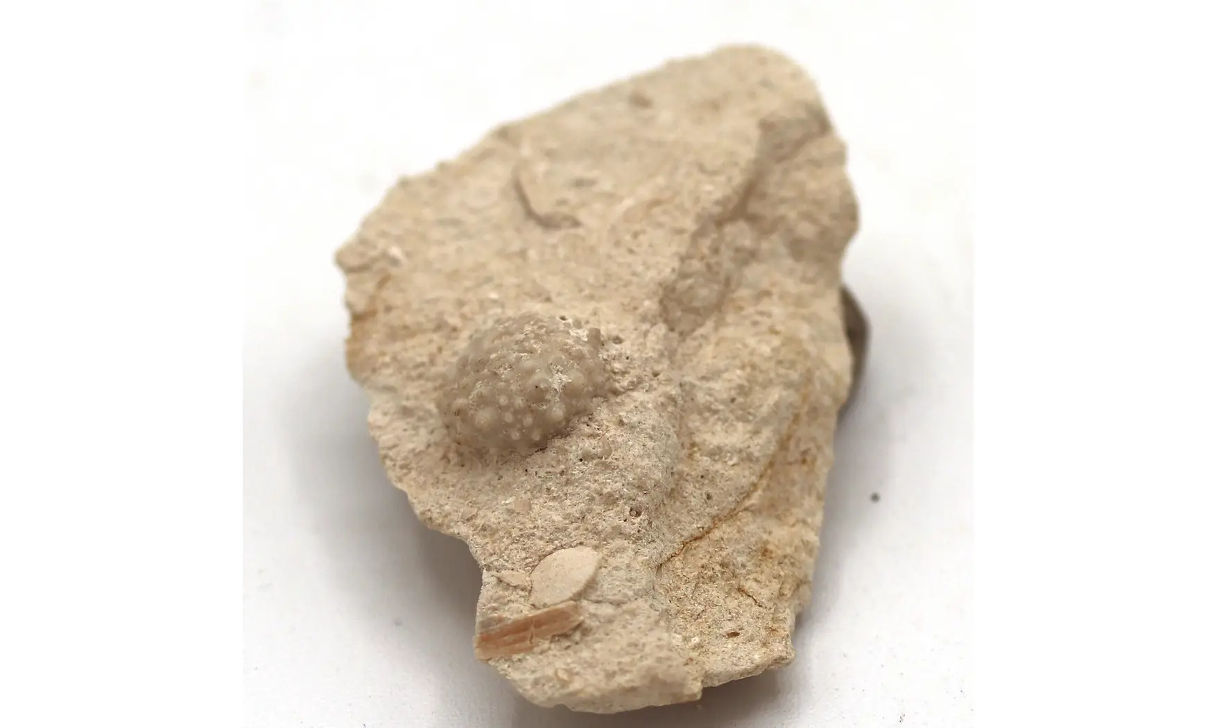 Salenia petalifera
