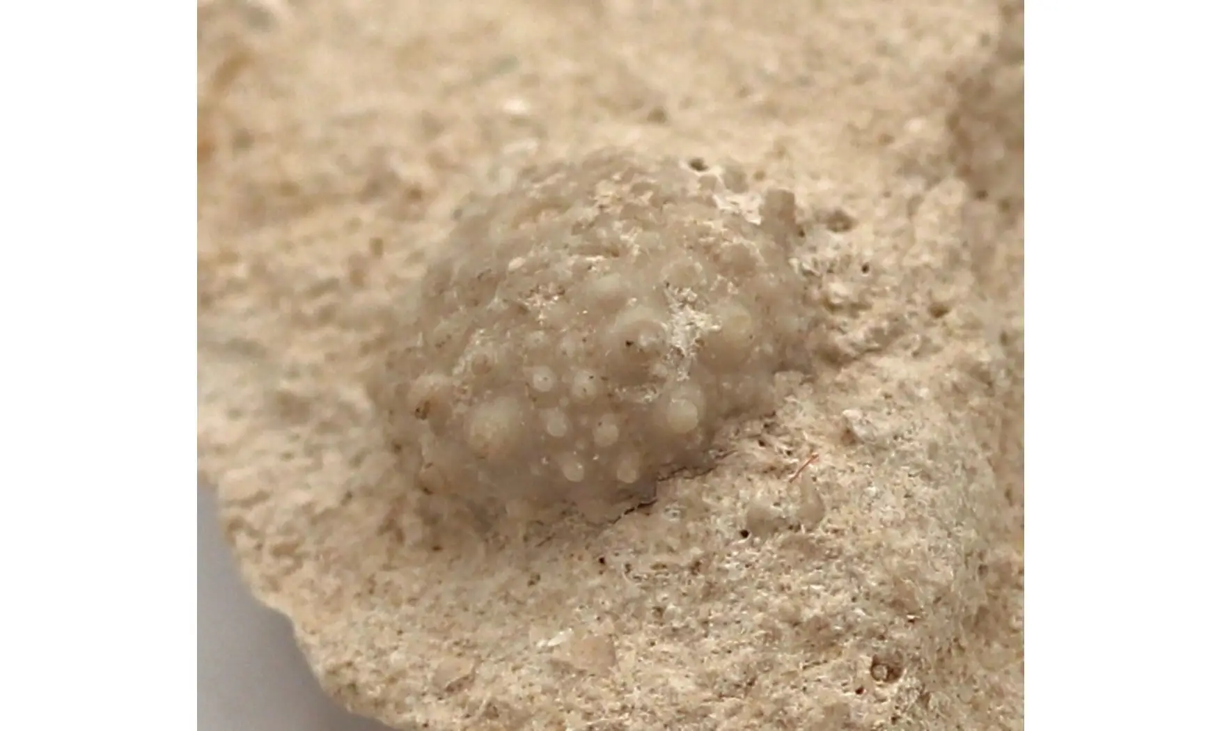 Salenia petalifera