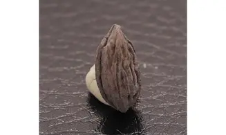 Mastixia Amygdalaeformis