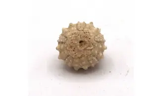 Salenia petalifera