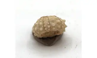 Salenia petalifera