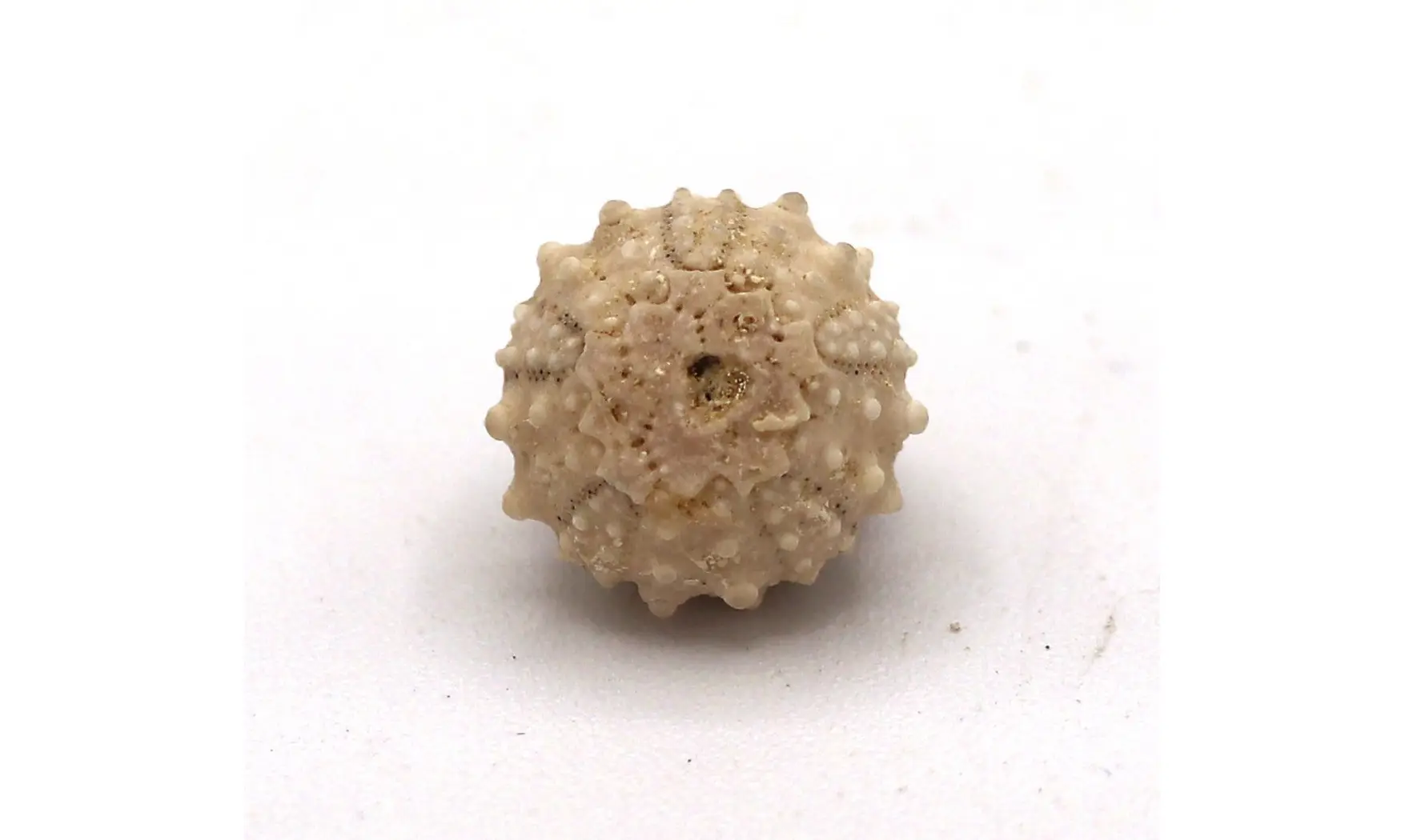 Salenia petalifera