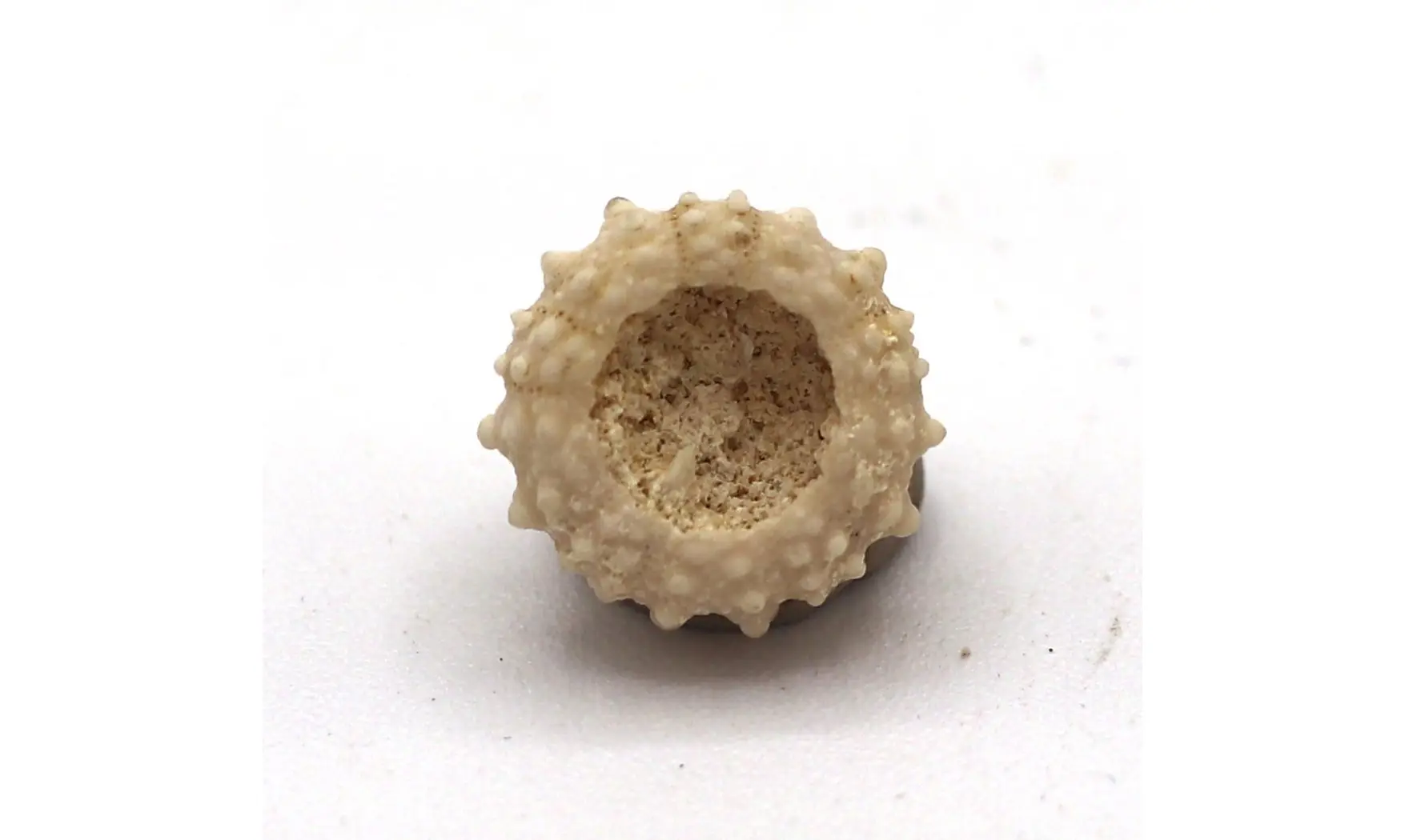 Salenia petalifera