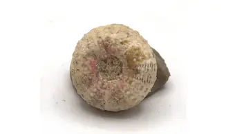 Glyphocyphus radiatus