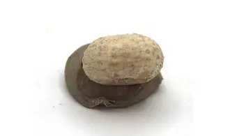 Glyphocyphus radiatus