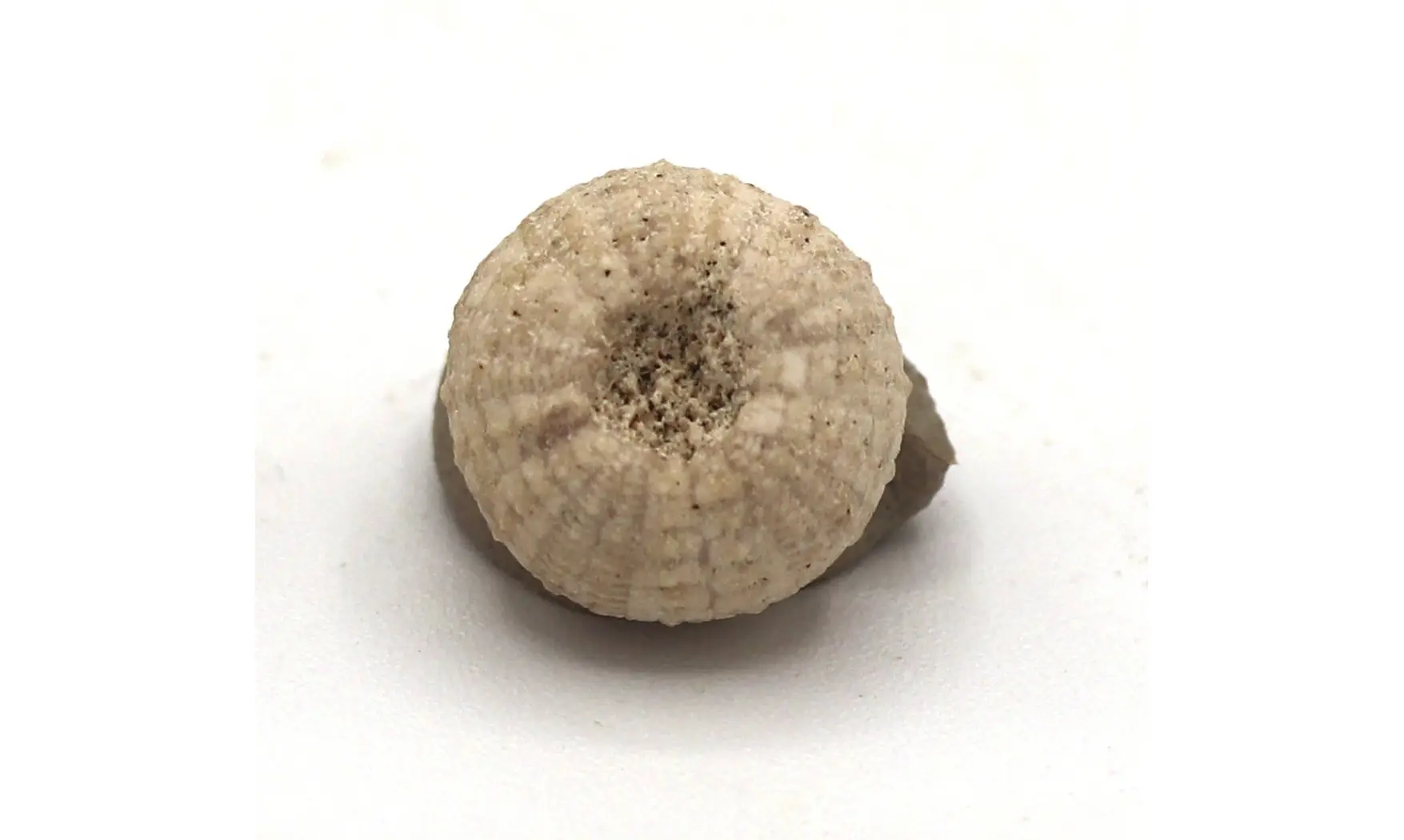 Glyphocyphus radiatus