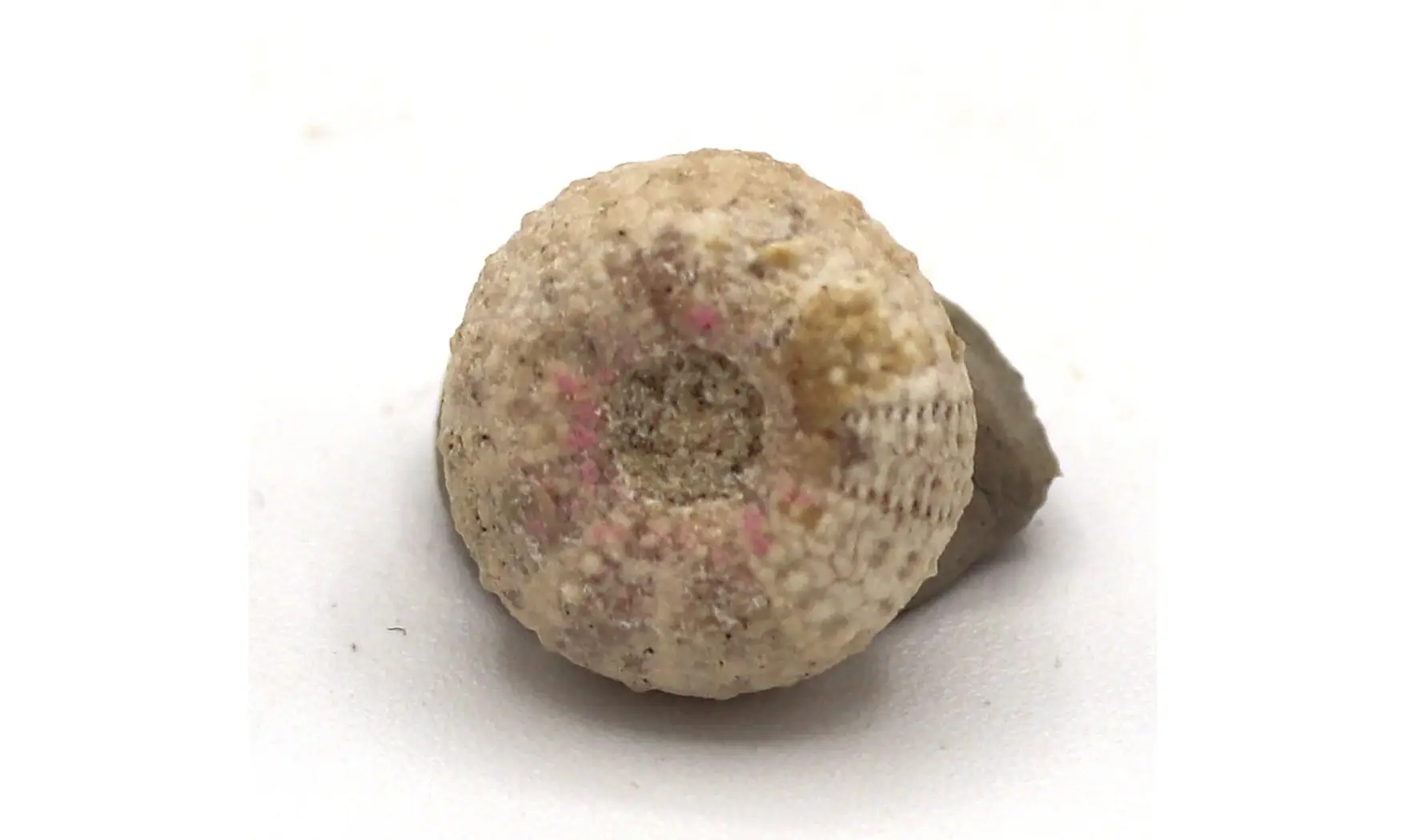 Glyphocyphus radiatus