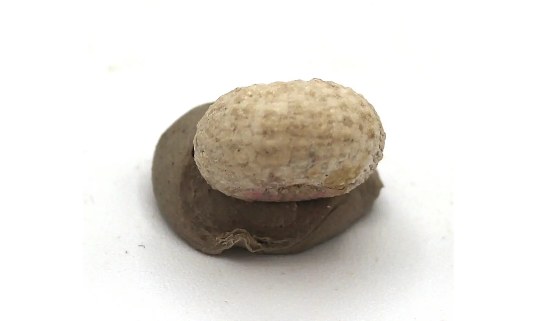Glyphocyphus radiatus