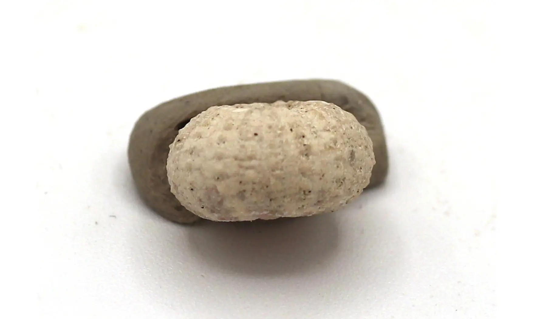 Glyphocyphus radiatus
