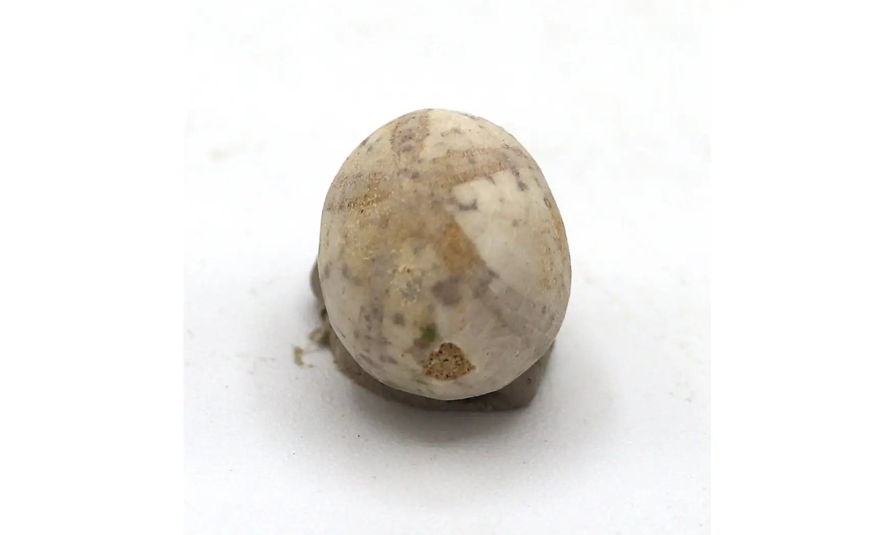 Catopygus radiatus
