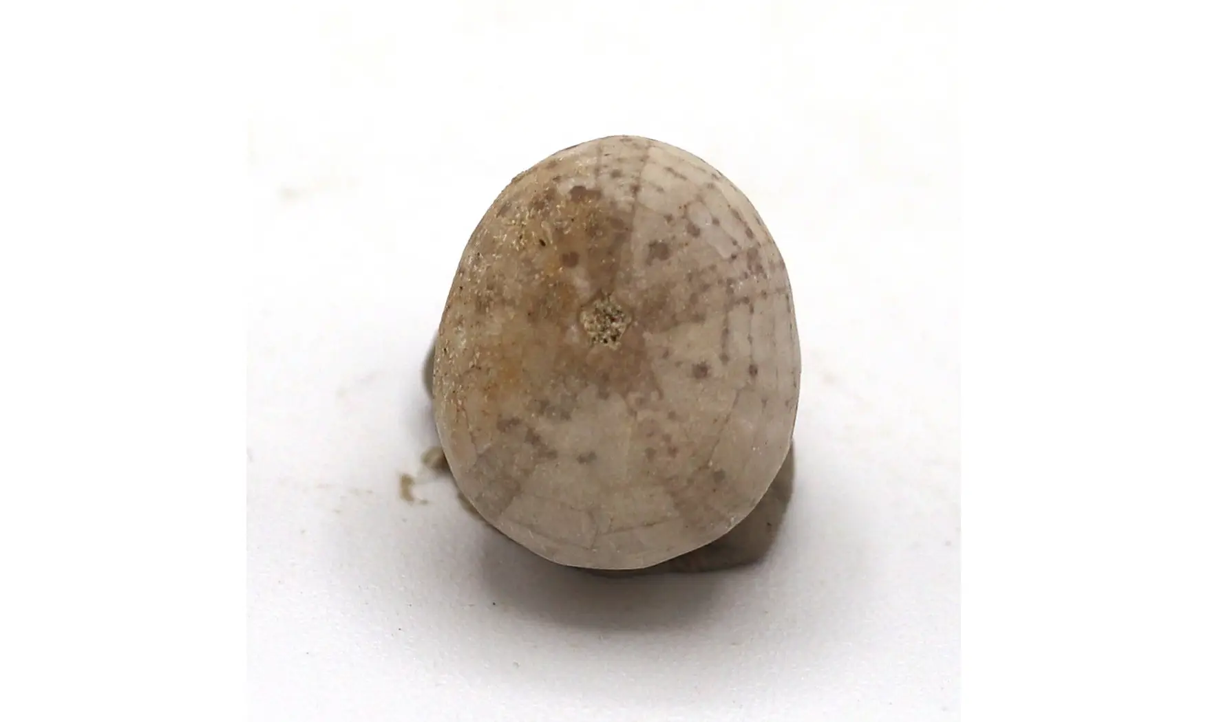 Catopygus radiatus