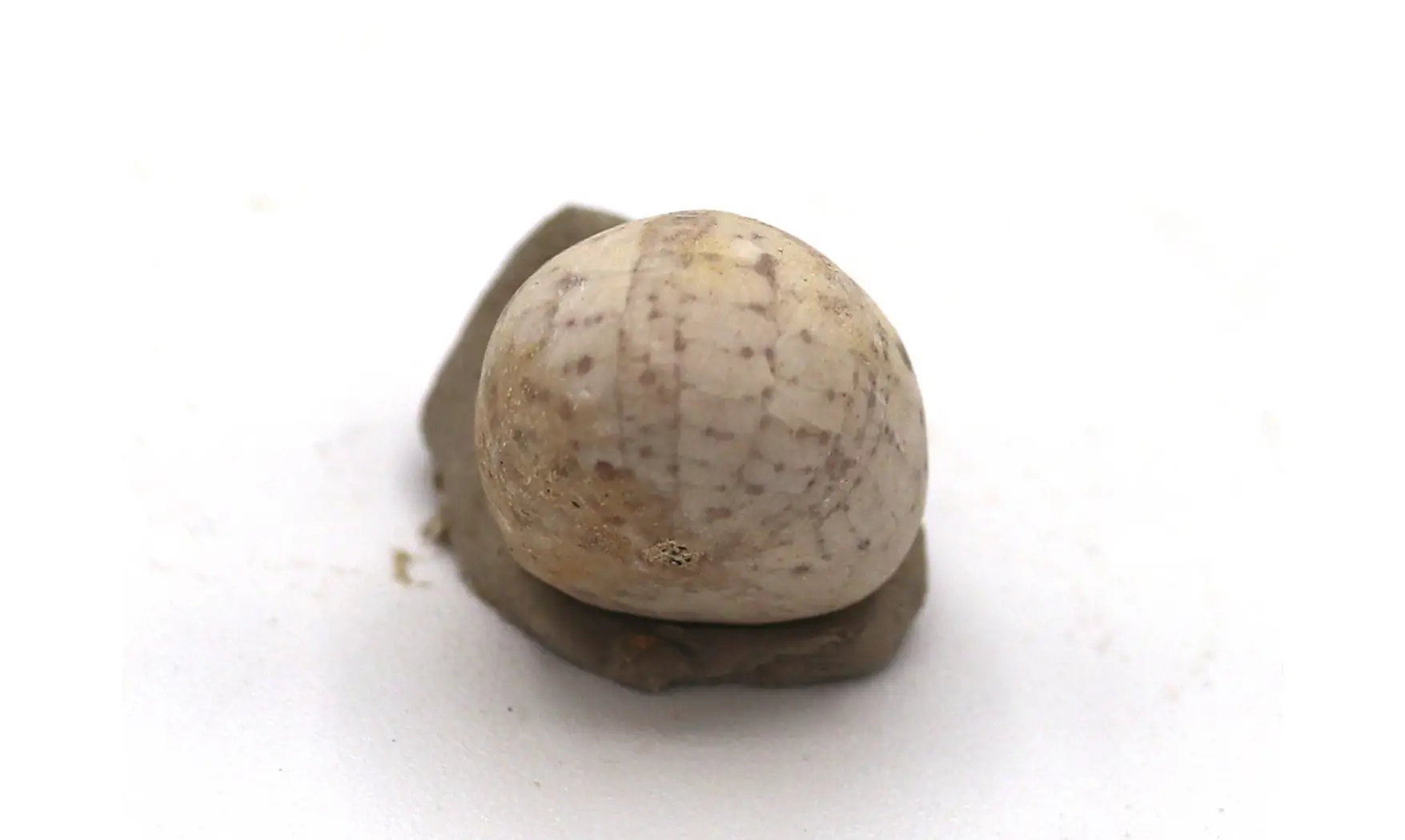 Catopygus radiatus