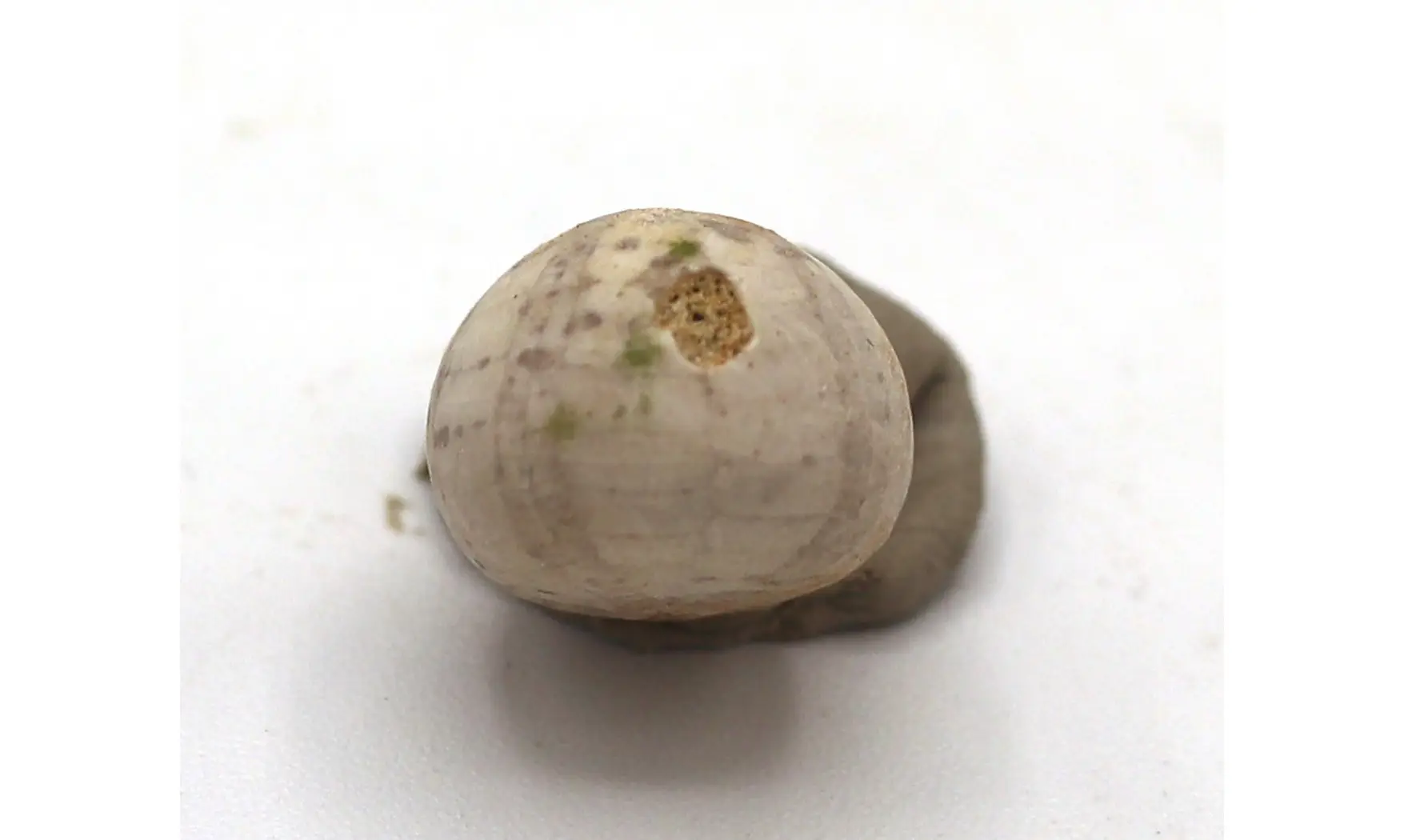 Catopygus radiatus