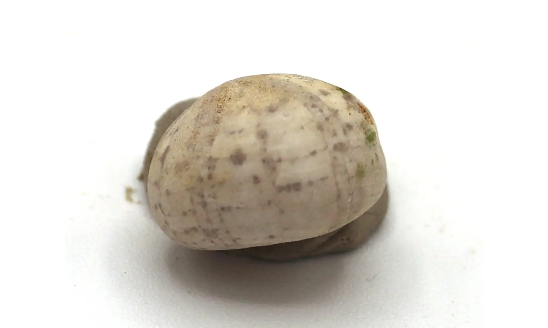 Catopygus radiatus