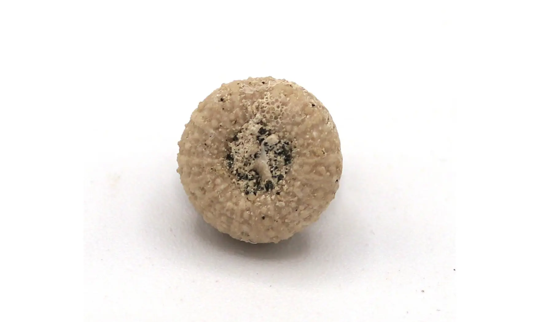 Glyphocyphus radiatus