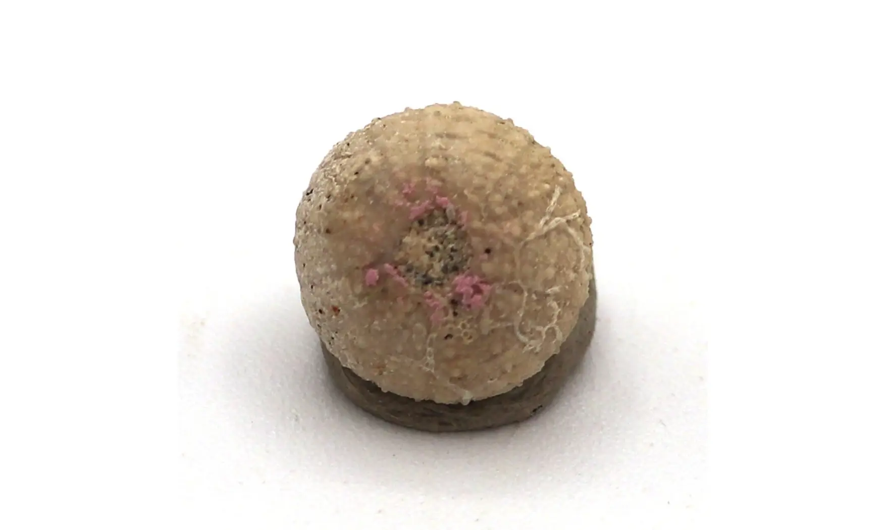 Glyphocyphus radiatus