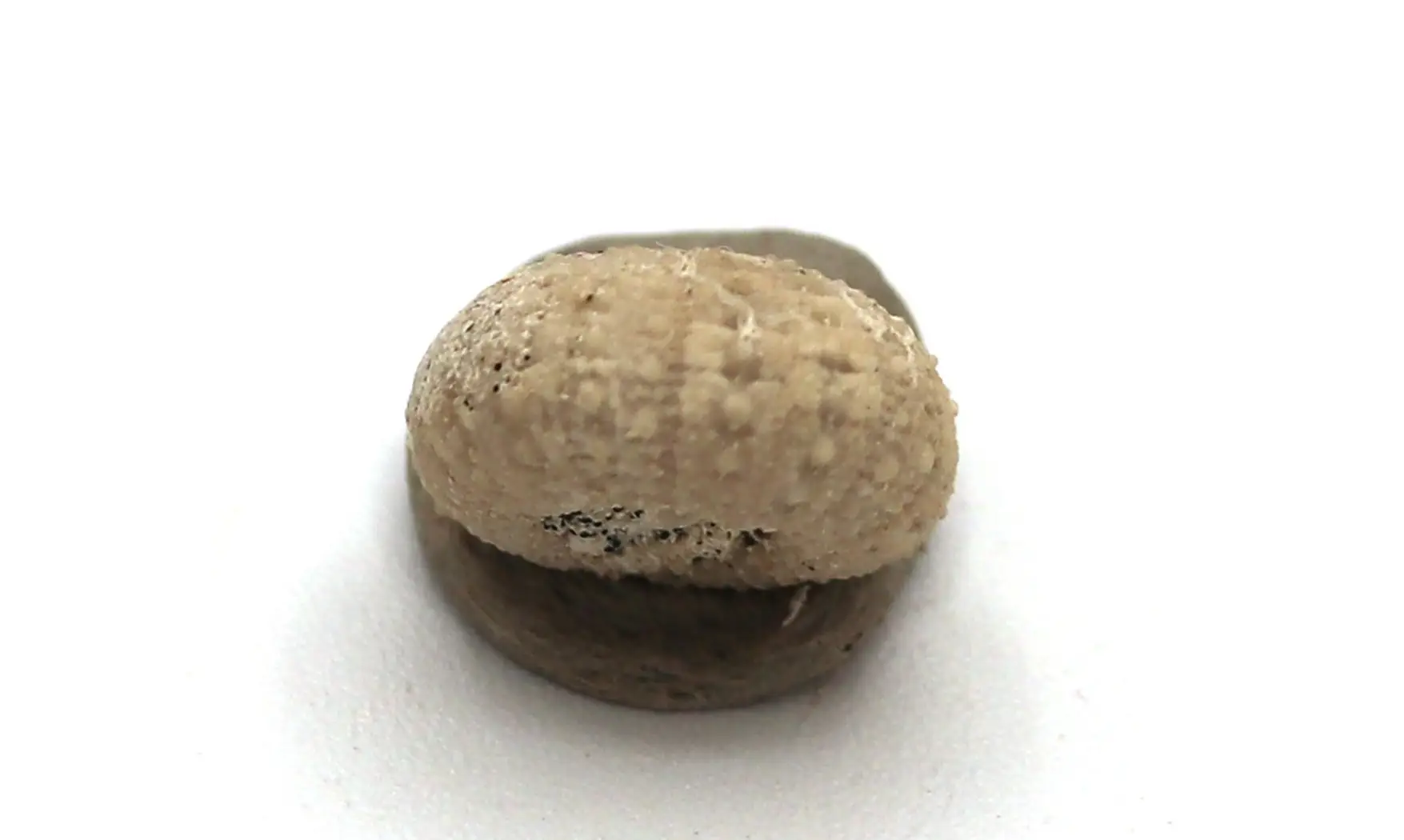 Glyphocyphus radiatus