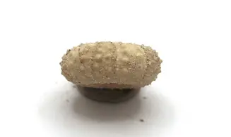 Tetragramma variolare