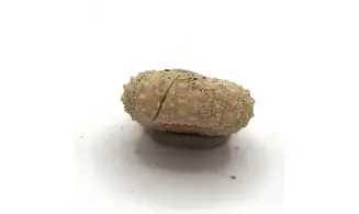 Tetragramma variolare