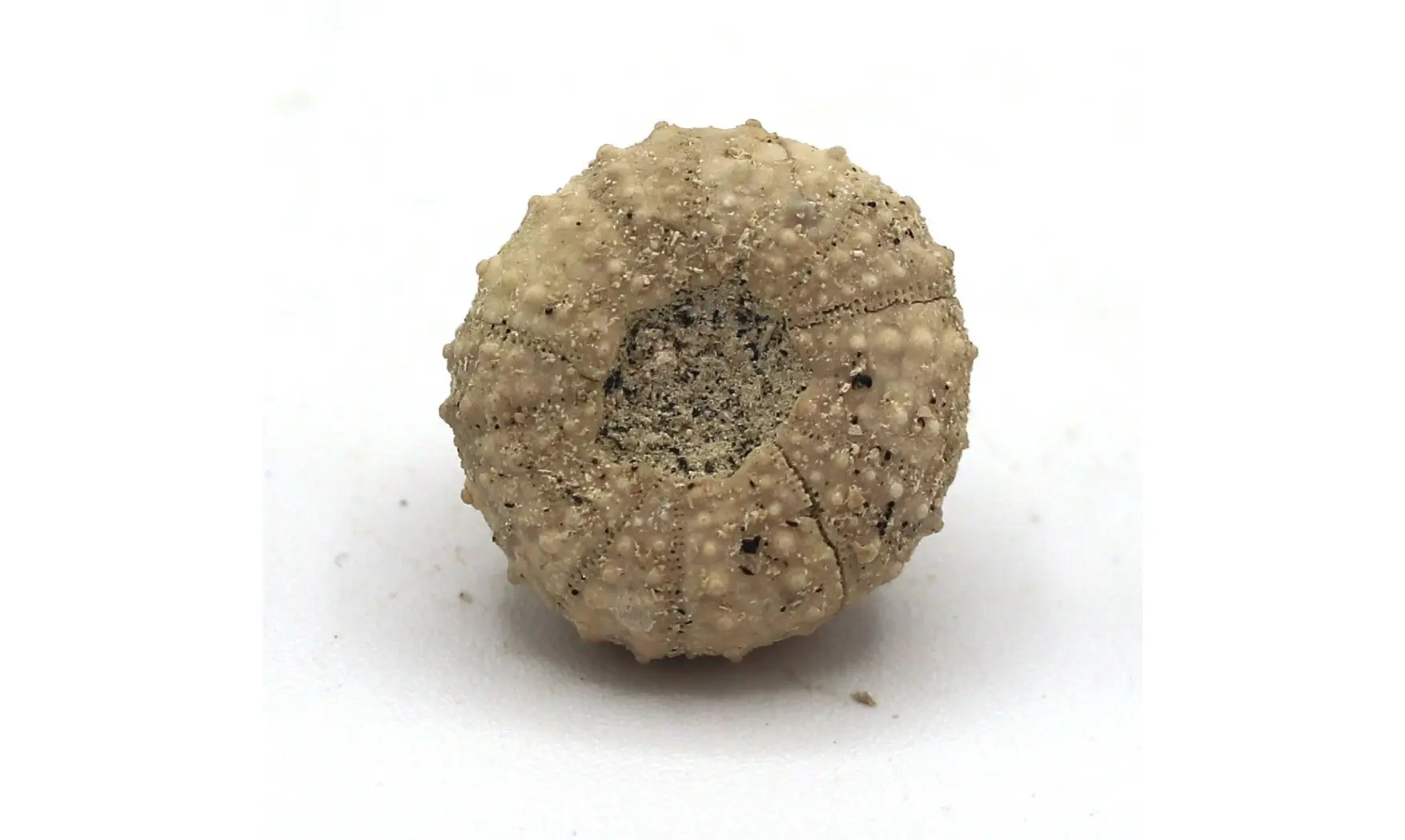 Tetragramma variolare
