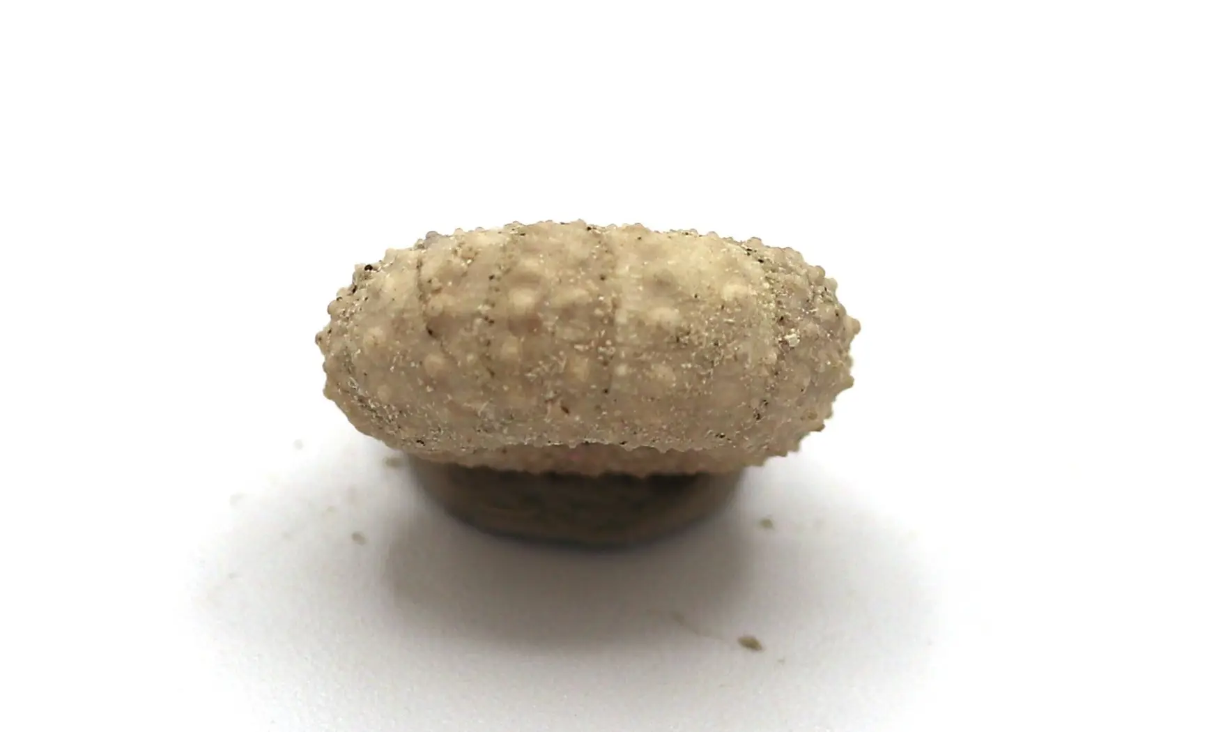 Tetragramma variolare