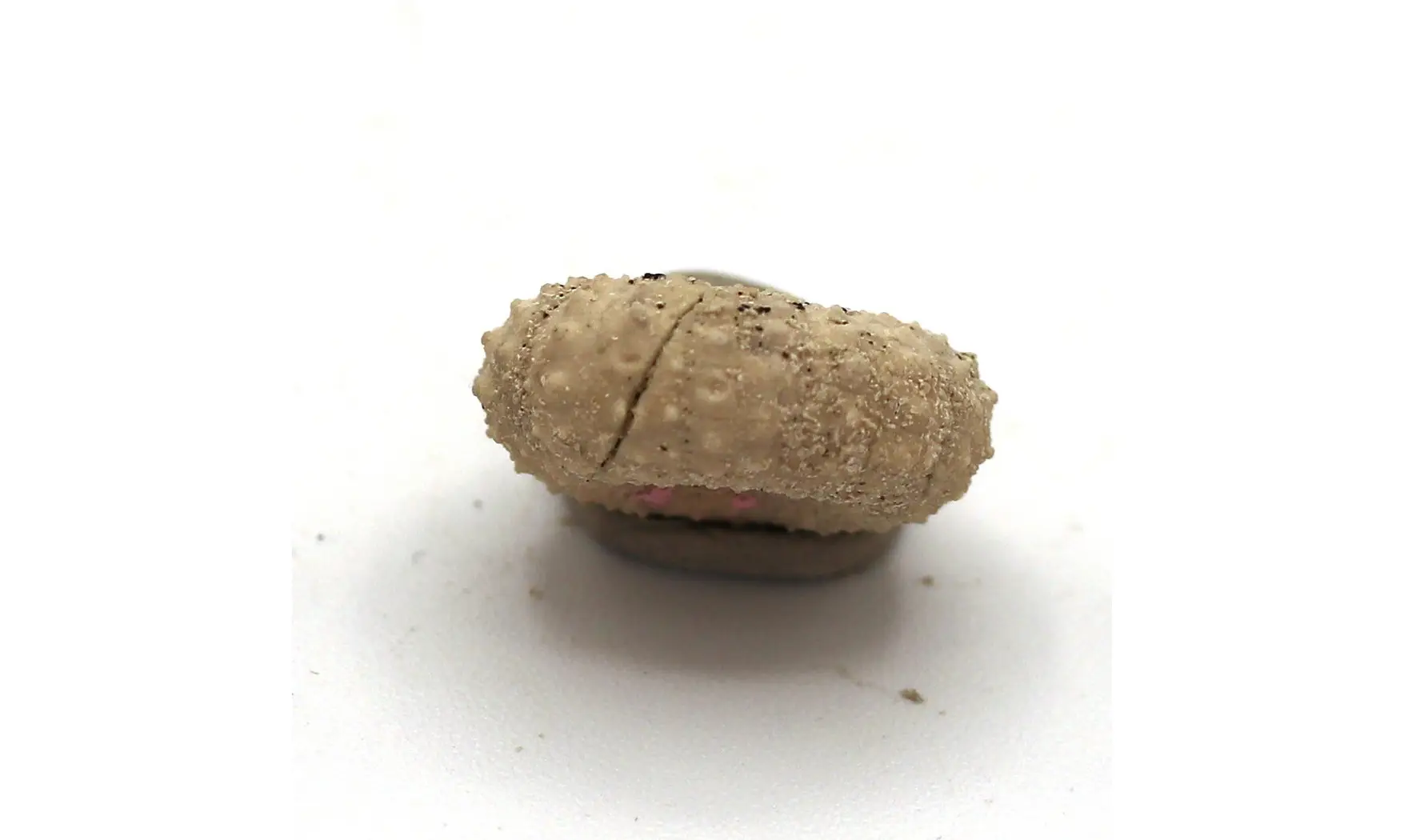 Tetragramma variolare