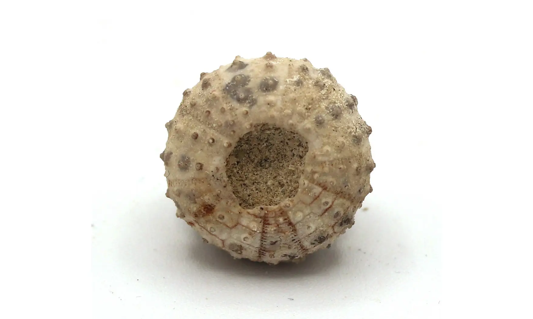 Tetragramma variolare