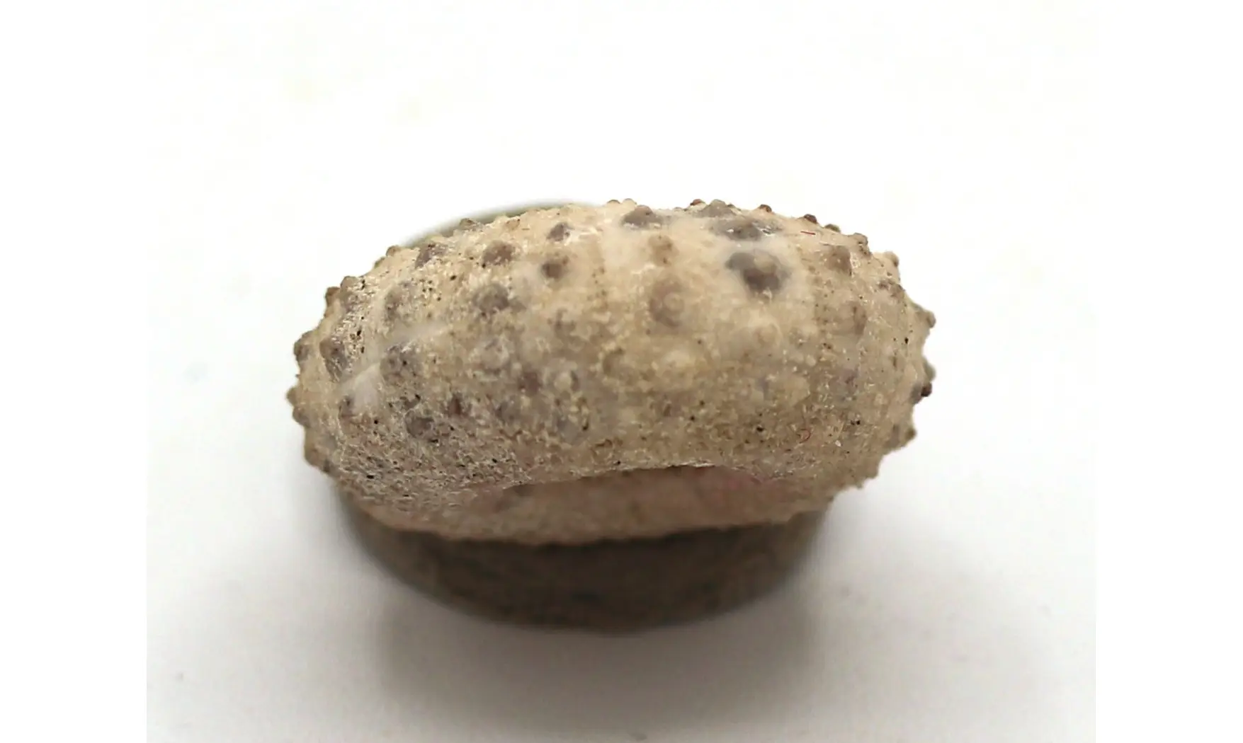 Tetragramma variolare