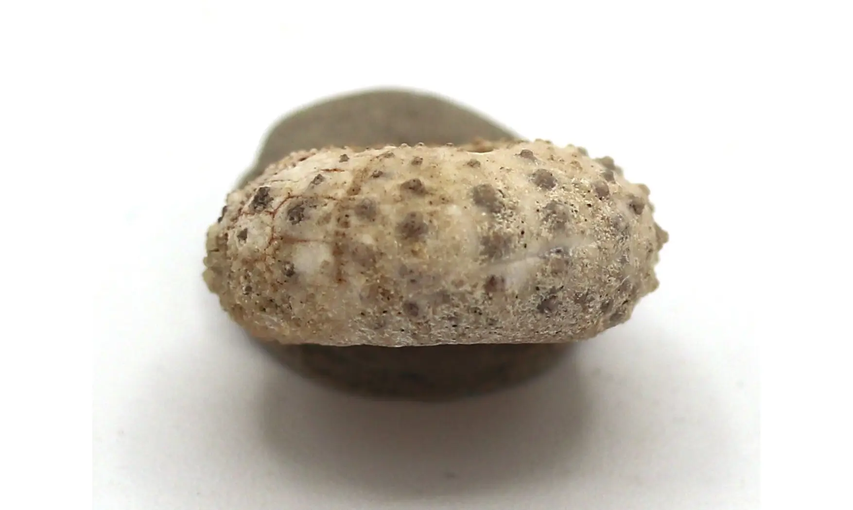 Tetragramma variolare