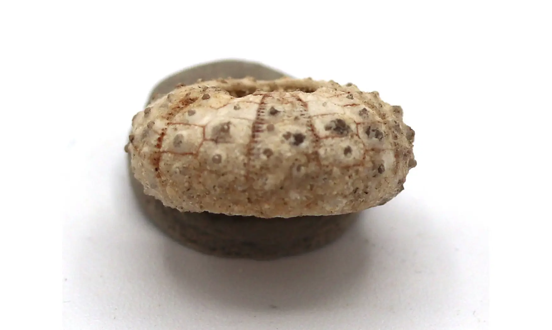 Tetragramma variolare