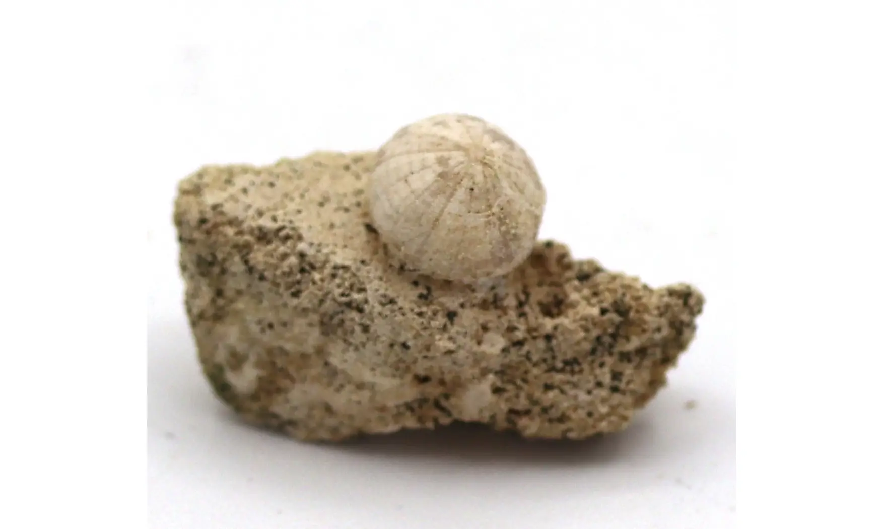 Discoidea subuculus