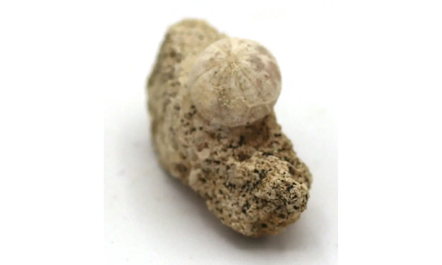 Discoidea subuculus