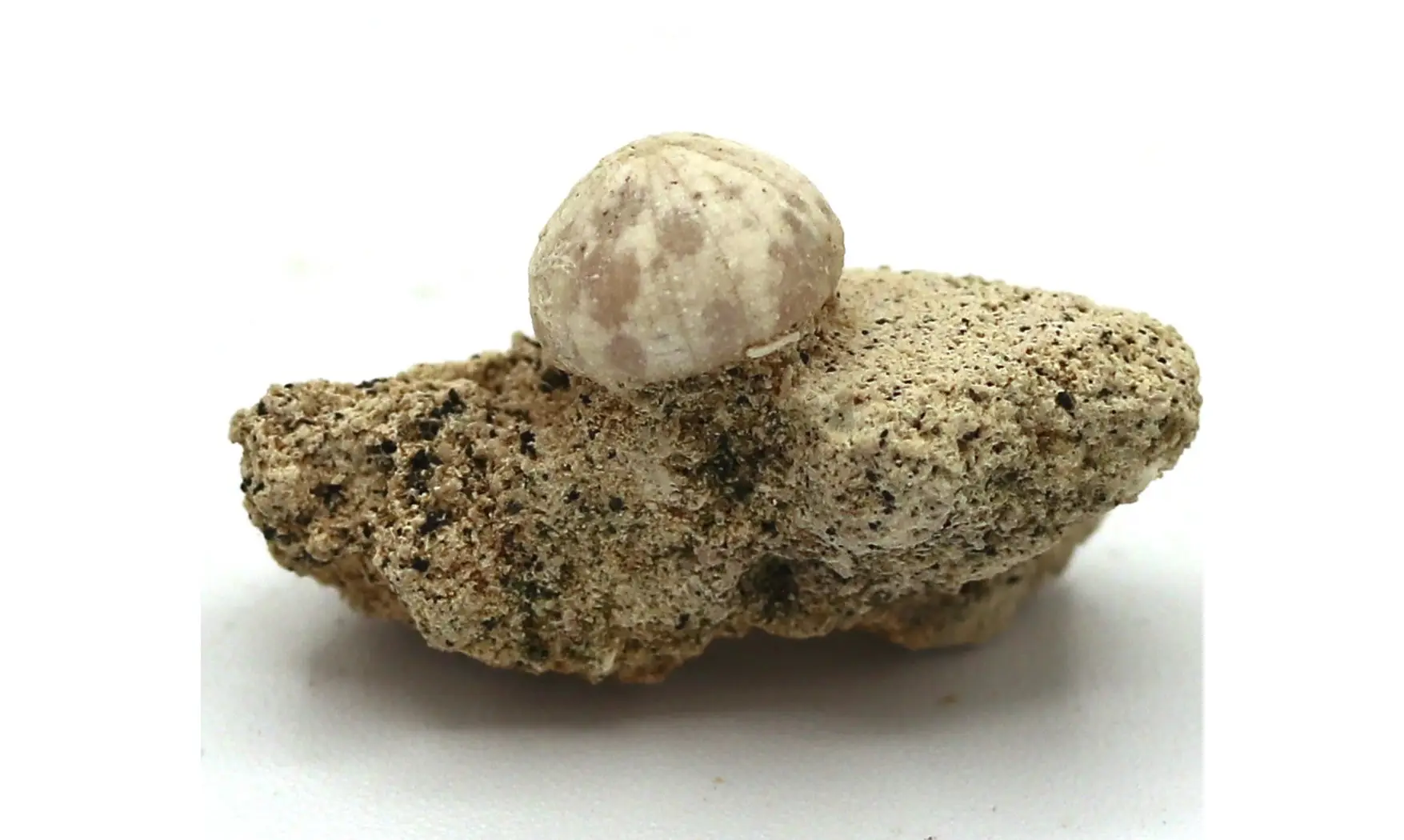 Discoidea subuculus