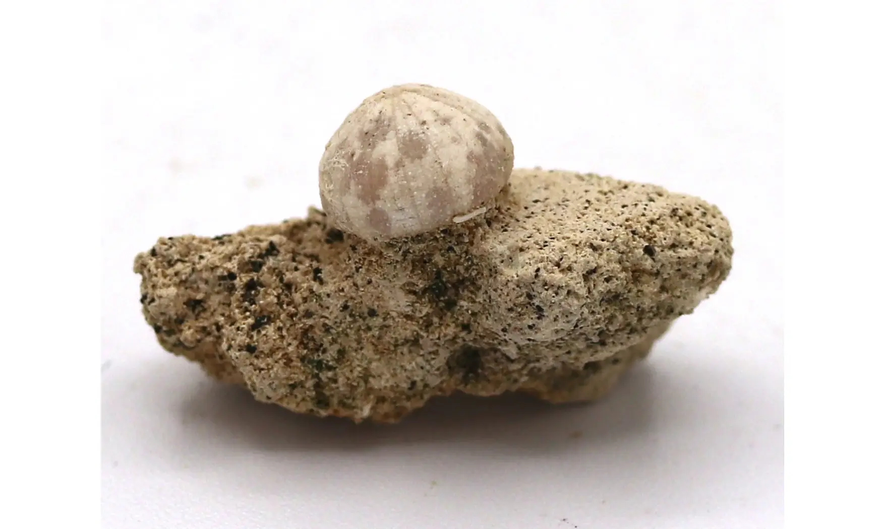 Discoidea subuculus