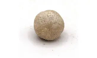 Discoidea subuculus